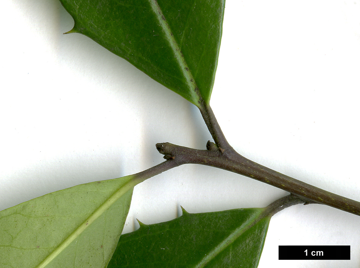 High resolution image: Family: Aquifoliaceae - Genus: Ilex - Taxon: ×attenuata (I.cassine ×opaca)
